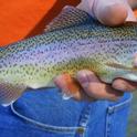 It is unlikely steelhead trout will return to the LA River. (Photo: Wikimedia Commons)