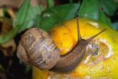 Common garden snails can be a sustainable food source.