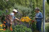 Since the UC Master Gardener program's inception, more than 5 million hours of volunteer service have been donated.