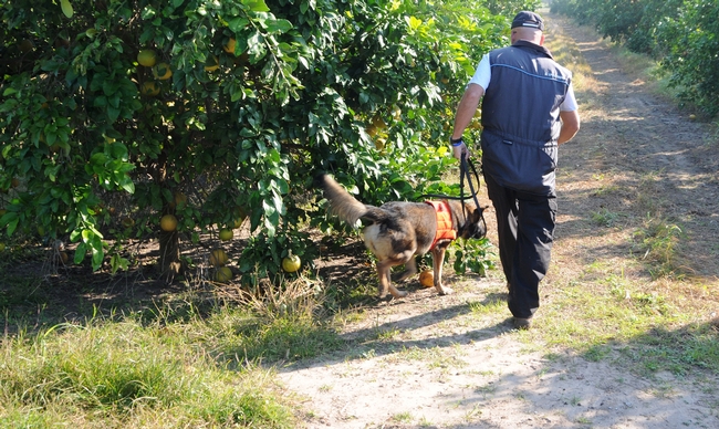 The USDA has trained dogs to detect huanglongbing disease in Florida. (Photo: USDA)