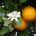 Kern County citrus fruit were not impacted by the early October storm system in California.