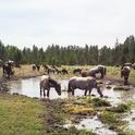 A herd of horses visits a spring at Devil's Garden wild horse territory. (Photo: Laura Snell)