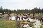 A herd of horses visits a spring at Devil's Garden wild horse territory. (Photo: Laura Snell)