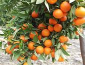 Mandarins make lovely holiday gifts.