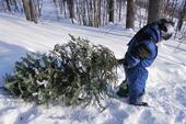 Smart harvest of Christmas trees can help thin the forest. (Photo: USDA)