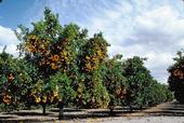 An orange orchard at Lindcove Research & Extension Center. The 2018 Farm Bill provides grants for citrus research.