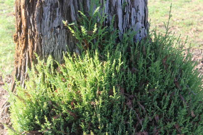 Residents of fire-prone areas should remove flammable landscape plants. (Photo: Pxhere)