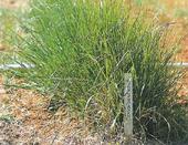 Switchgrass is a possible biofuel crop.