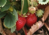 California strawberries
