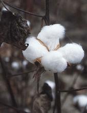 Short supply and stronger demand globally are driving a cotton resurgence.