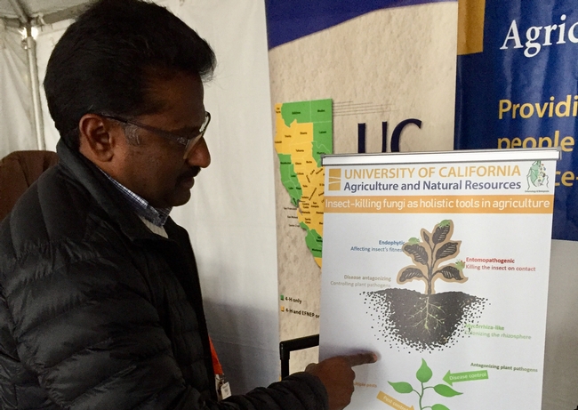 Surendra Dara, UC Cooperative Extension advisor, explores innovative options to control pests using microbials as biological controls.