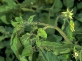 Symptoms of tobacco streak virus on a tomato plant.