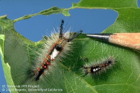 To control western tussock moth caterpillars, “use pressure washers to push the larvae off the trees before they start wandering around,” Andrew Sutherland said.