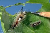To control western tussock moth caterpillars, “use pressure washers to push the larvae off the trees before they start wandering around,” Andrew Sutherland said.