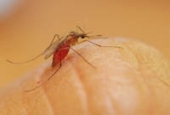 Mosquitoes are repelled by DEET.