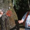Sudden oak death bark sampling. (Photo: Evett Kilmartin)