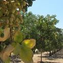 Scientists expect pistachio trees to be more resilient to California climate change than the ubiquitous almond.