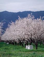 Almond bloom is getting underway in California.