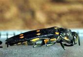 GSOB adults are black with yellow spots, and about 1 centimeter long.