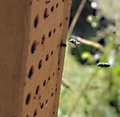 Leafcutter bees fly to their hive. (Photo: Kathy Keatley Garvey)