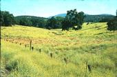 A severe infestation of yellow starthistle in Calaveras County.