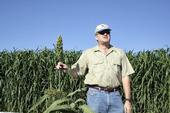 UCCE specialist Jeff Dahlberg studies sorghum at the UC Kearney Agricultural Research and Extension Center in Parlier.