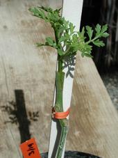 A grafted tomato plant. (Photo: UC Davis Tomato Genetics Resource Center Image Library)