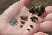 Quagga mussels at different stages of development. (Photo: California Department Fish and Wildlife)