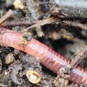 A red wiggler worm moves through substrate during composting process. (Photo: Holger Casselmann, Wikimedia Commons)