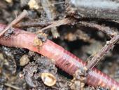 A red wiggler worm moves through substrate during composting process. (Photo: Holger Casselmann, Wikimedia Commons)
