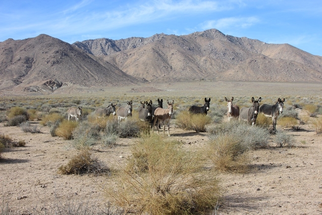 A group of burros in Death Valley National Park. (Photo: National Park Service)