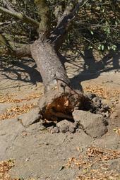A fallen almond tree that was weakened by Ganoderma fungus. (Photo: Bob Johnson)