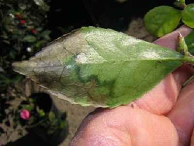 Camellia leaf infected with the pathogen that causes Sudden Oak Death.