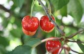 Bing cherries need about 1,000 hours under 45 degrees for healthy dormancy, a level that they are achieving less frequently due to climate change.