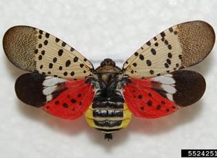 Spotted lanternfly is a striking insect. (Photo: USDA)