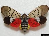 Spotted lanternfly is a striking insect. (Photo: USDA)