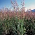 Wild rice is a crop Northern California farmers can use to diversify their portfolios.
