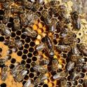 Bee hive photo by Kathy Garvey.