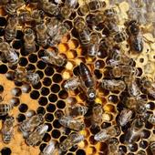 Bee hive photo by Kathy Garvey.