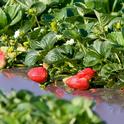 Complying with social-distancing protocols to prevent coronavirus spread will likely slow the strawberry harvest in California. (Photo: Evett Kilmartin)