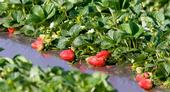 Complying with social-distancing protocols to prevent coronavirus spread will likely slow the strawberry harvest in California. (Photo: Evett Kilmartin)