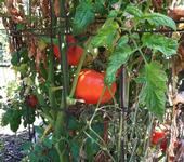 Tomatoes can be planted in late March, UC Master Gardener Yvonne Savio told the LA Times, but wait until April to plant summer crops like eggplant, peppers and cucumber.