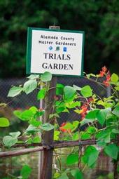 Alameda County Master Gardeners record data about crop output, water usage, etc., at the Garden of Grace.