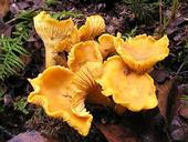 Wild golden chanterelle mushrooms. (Photo: Wikimedia Commons)