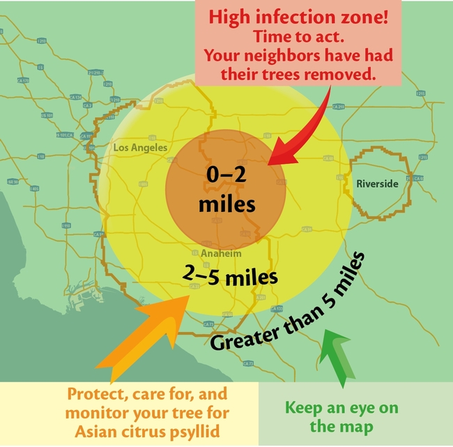 Go to http://ucanr.edu/hlbapp to find out how close you live to citrus that were infected with HLB.