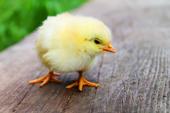 Raising baby chicks offers meaning, purpose and connectedness during COVID-19 crisis, says a commentary published in the Sacramento Bee.