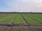 Early research results show that drip irrigation reduces downy mildew in organic spinach dramatically.