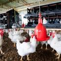 Hen house living conditions are part of the animal welfare debate.