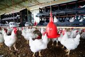 Hen house living conditions are part of the animal welfare debate.