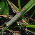 Armyworm larvae can quickly devour rice foliage.